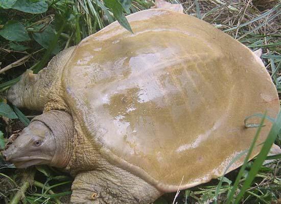 鮮活水產(chǎn)類：甲魚