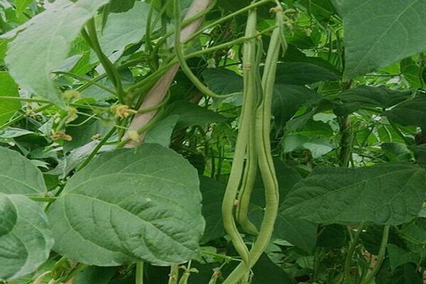 1760172537.jpg tupian_sijidou2.jpg