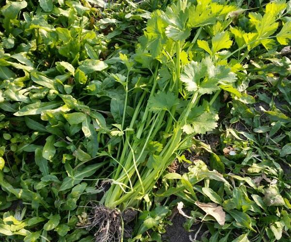 1760174369.jpg tupian_xiangqin3.jpg