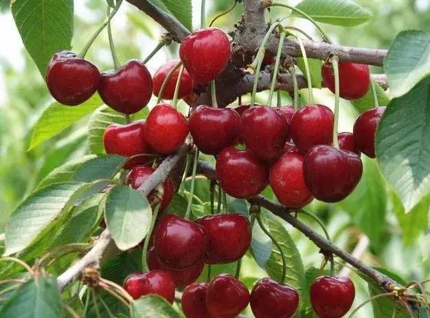 今年車?yán)遄拥膬r(jià)格和質(zhì)量受哪些因素影響？