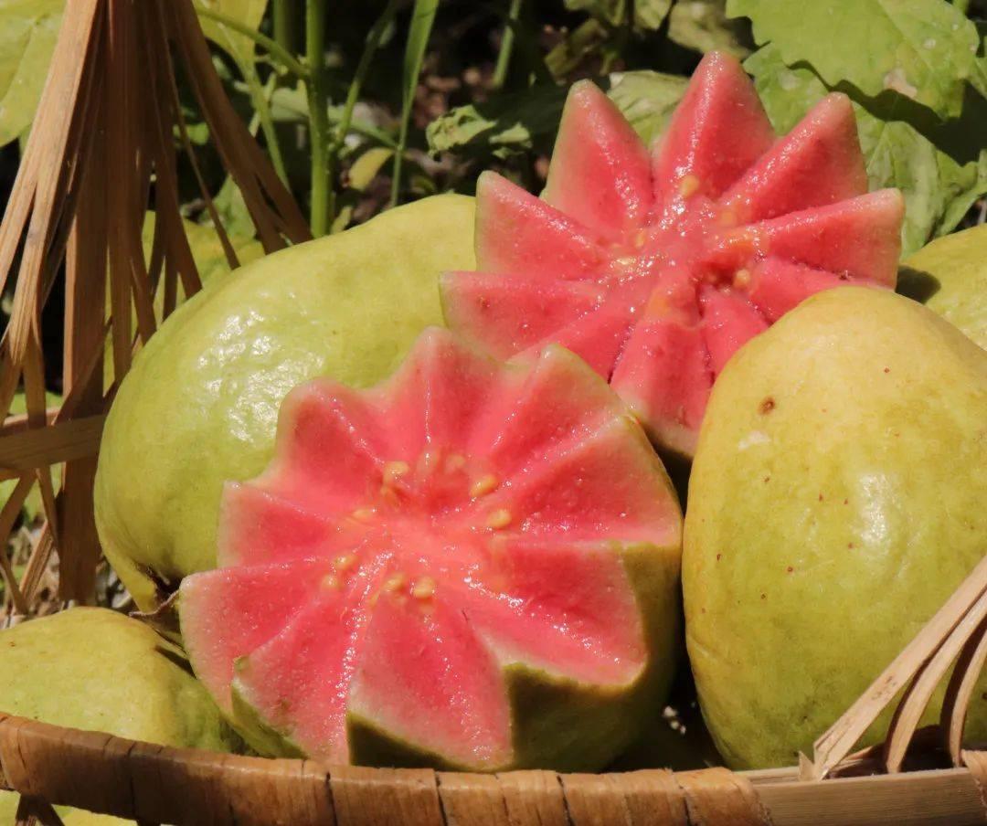 ?惠州生鮮蔬菜配送中心為您科普芭樂(lè)的營(yíng)養(yǎng)價(jià)值